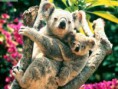 /album/fotogaleria/koala-2-jpg1/